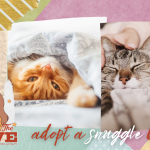 Adopt a snuggle buddy
