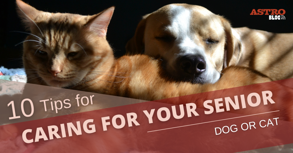 Top 10 Tips for Caring for Your Senior Dog or Cat - Astro Loyalty