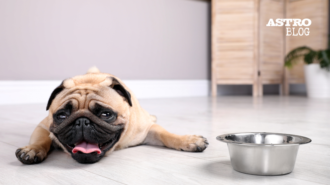 Chilling with Fido: Tips to Beat the Heat and Keep Your Dog Safe ...