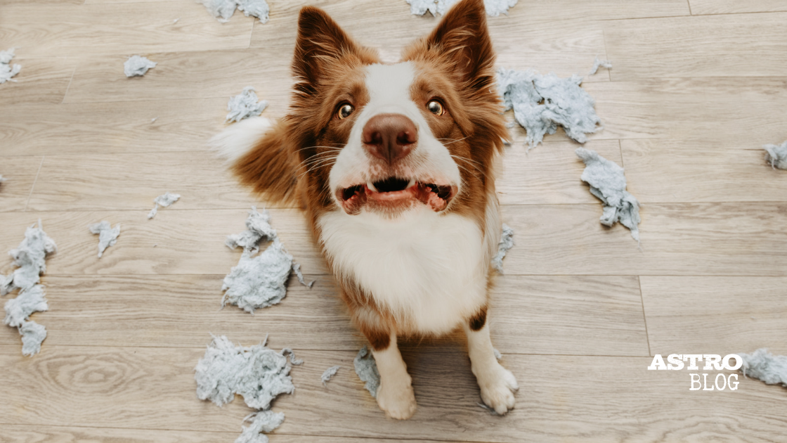 Curated visual reference: Guide To Reducing Dog Anxiety Related Eating Problems Reference: Tips For Reducing Anxiety In Dogs