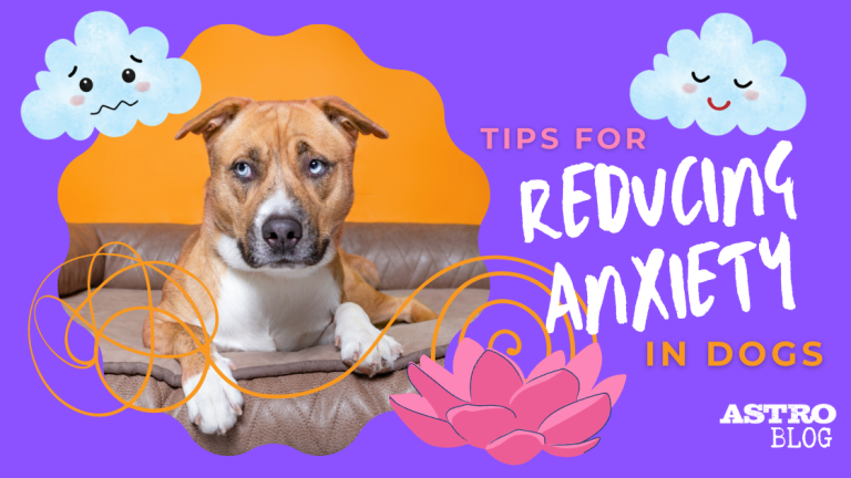 Image showcasing Tips for Reducing Anxiety in Dogs - Astro Loyalty