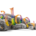 adopt a cat