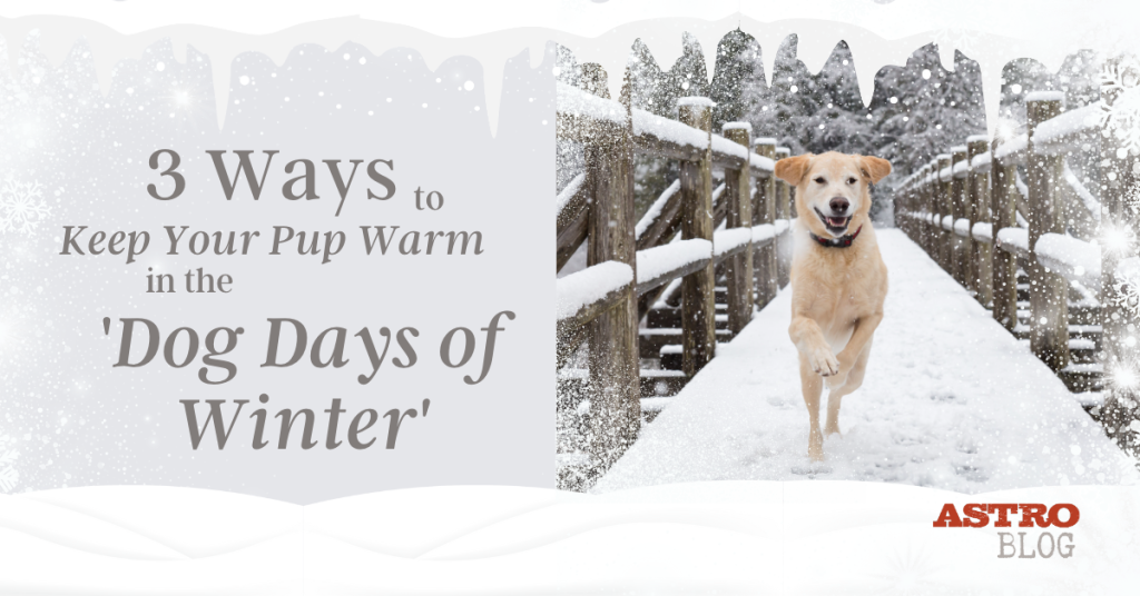 3 Ways to Keep Your Pup Warm in the Dog Days of Winter Astro Loyalty