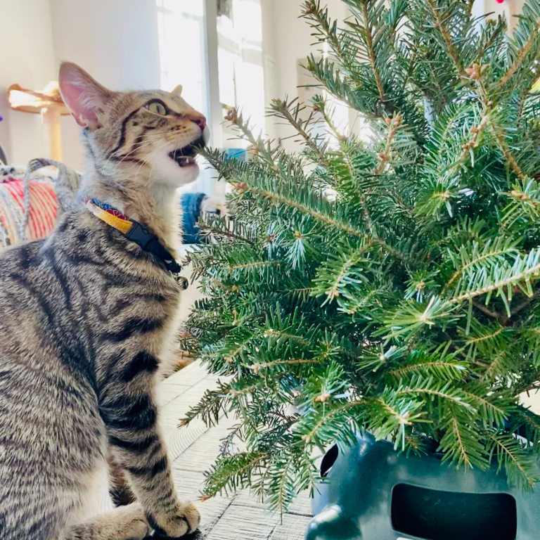 Bumbles sampling the baby tree