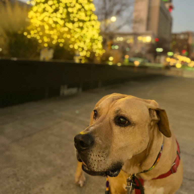 Huxley enjoying the lights downtown