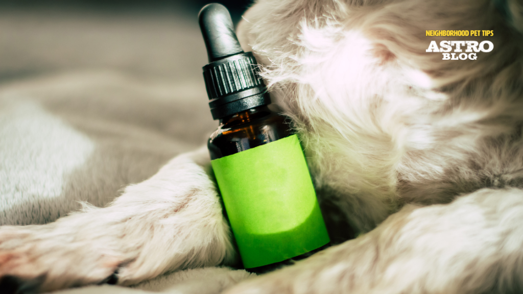 Separation Anxiety in Dogs